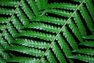 蕨类，自然，植物，自然，植物，有机