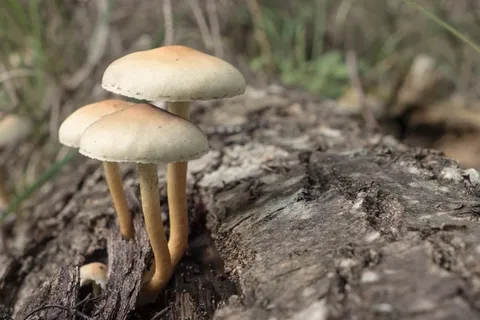 蘑菇,帽子,秋季,森林,自然,苔 蘑菇,帽子,秋季,森林,自然,苔
