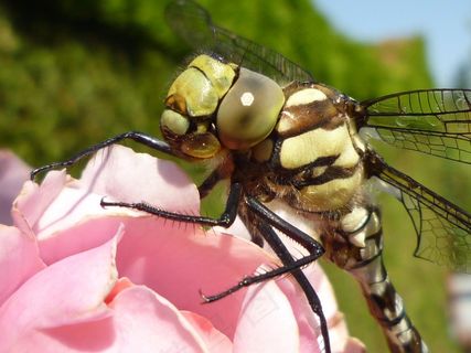 蜻蜓，自然，昆虫，特写，宏观摄影