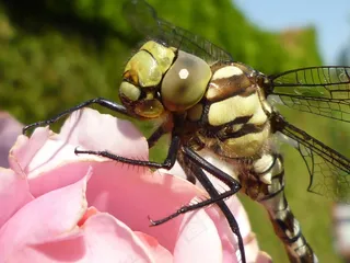 蜻蜓，自然，昆虫，特写，宏观摄影