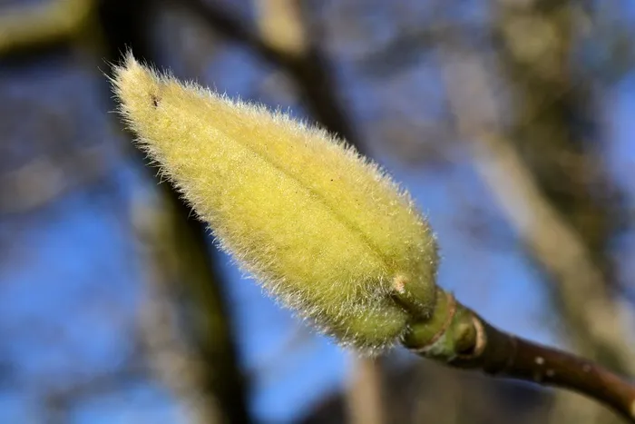 郁金香树，接穗，树，植物，春天