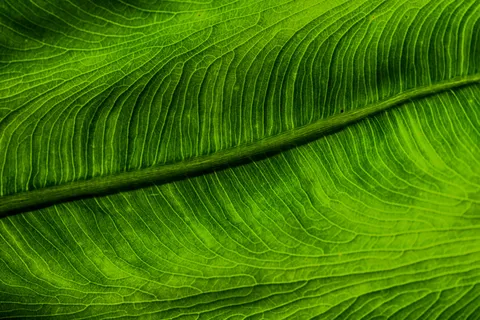 绿色，叶子，植物，新鲜，颜色，生态，生活