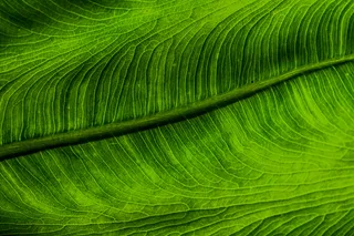 绿色，叶子，植物，新鲜，颜色，生态，生活