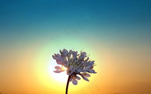 日落,剪影,东,花,太阳,天空 日落,剪影,东,花,太阳,天空