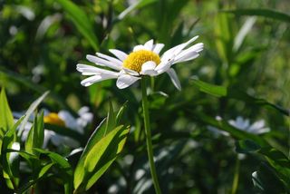雏菊，白，花，夏天，草，开花