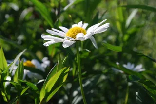 雏菊，白，花，夏天，草，开花