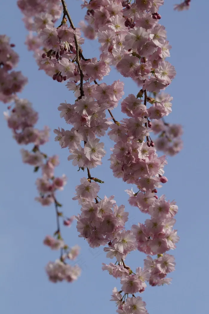 樱花，开花，春，开花，粉红色