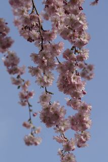 樱花，开花，春，开花，粉红色