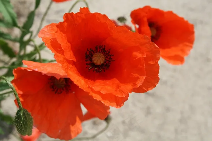 罂粟，Klatschmohn，罂粟花，花
