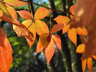 葡萄酒合作伙伴，叶子，红色，秋季，秋天的叶子