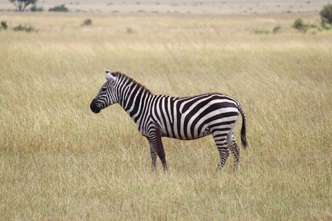 斑马，非洲，塞伦盖蒂，动物，荒野，储备