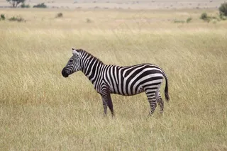 斑马，非洲，塞伦盖蒂，动物，荒野，储备