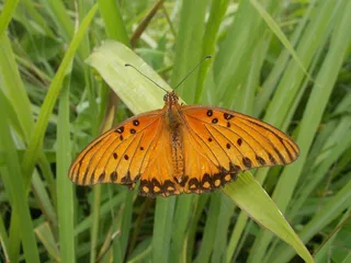 蝴蝶，昆虫，野生动物，自然，黑色，橙色