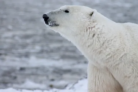 北极熊,熊,野生,北极,哺乳动物,雪,加拿大 北极熊,熊,野生,北极,哺乳动物,雪,加拿大