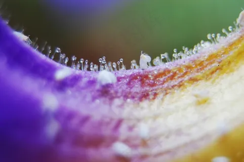 微距,微距照片,微距摄影,近摄 微距,微距照片,微距摄影,近摄