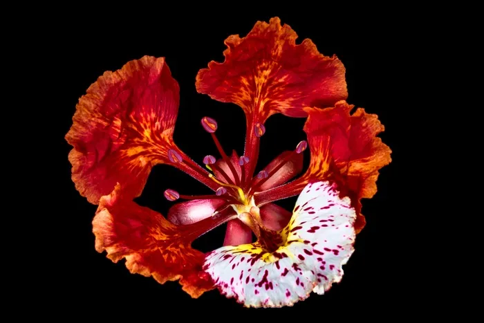 开花，开花，红色