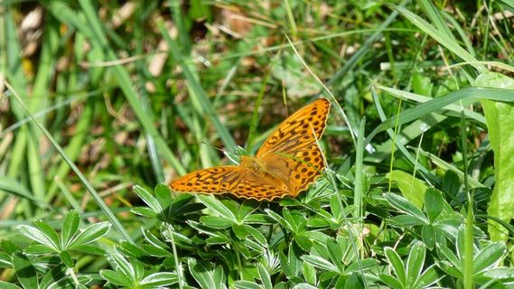 蝴蝶，边缘环珍珠蛾