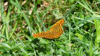 蝴蝶，边缘环珍珠蛾