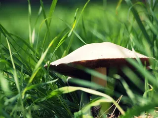 蘑菇，秋，吃，森林，自然，四季，潮湿