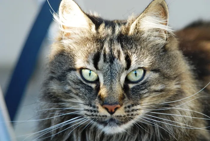 猫，脸，脸猫