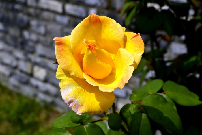 黄色，玫瑰，花，性质，花的，绿色，花瓣