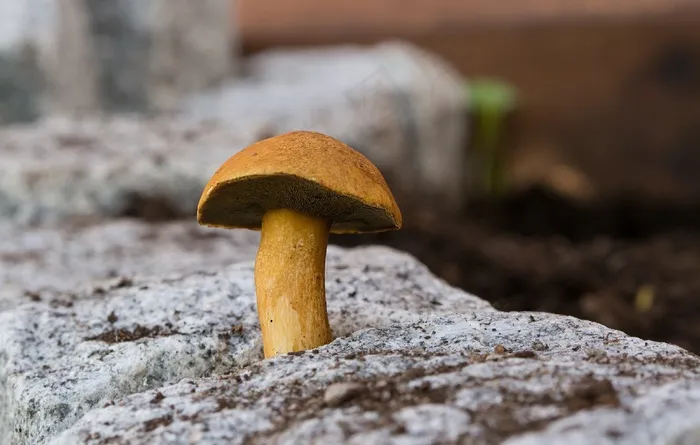 牛肝菌，蘑菇，自然，地形，景观，秋季