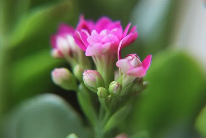 花，芽，Kalanchoe，花微相机，鲜花