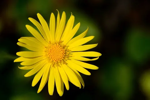 玛格丽特,花,开花,厂,黄色 玛格丽特,花,开花,厂,黄色