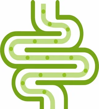 蠕动的肠道图片