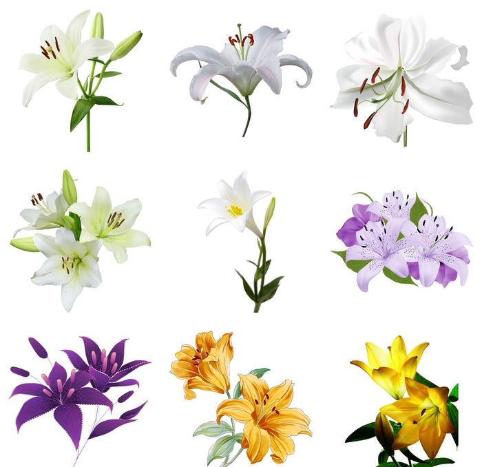 百合图片(10500x10500)psd模版下载