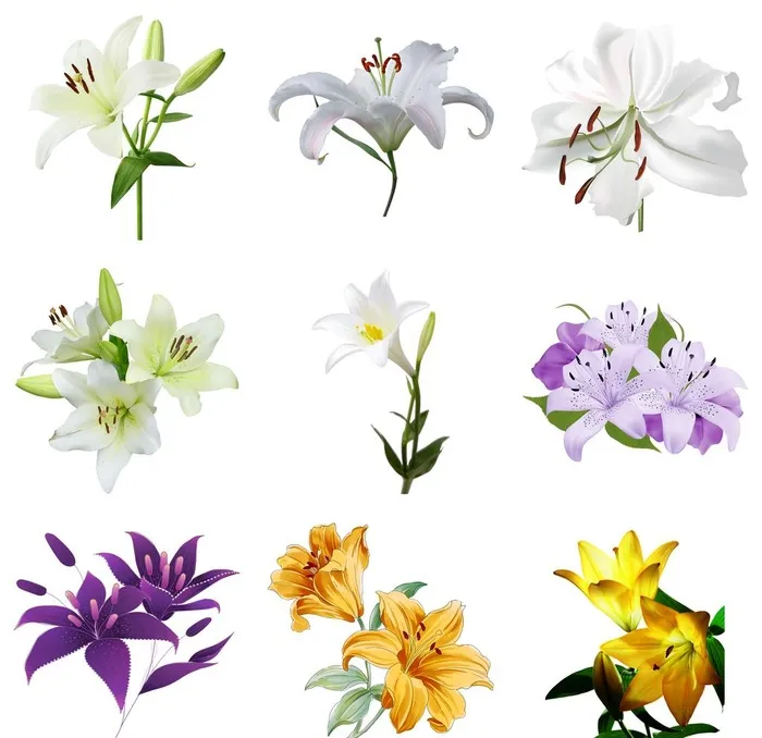 百合图片(10500x10500)psd模版下载