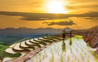 夕阳下的水稻田图片
