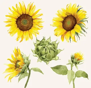 卡通向日葵图片