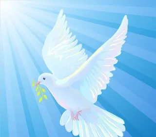 白鸽图片