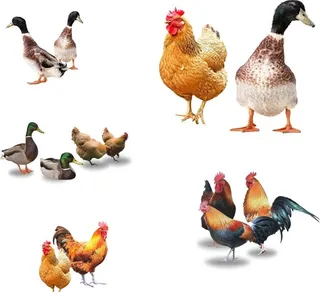 鸡鸭图片