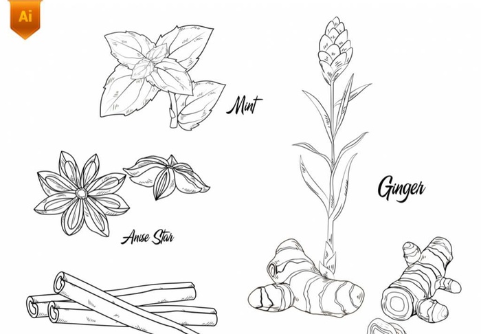 花椒姜手绘素材图片