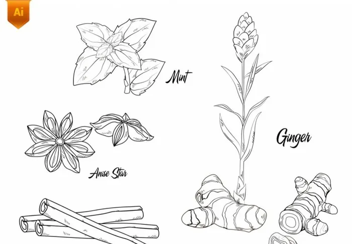 花椒姜手绘素材图片ai矢量模版下载
