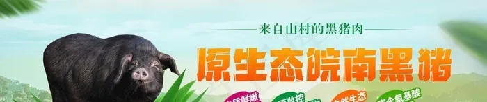 原生态黑猪广告图图片(1440x490)psd模版下载