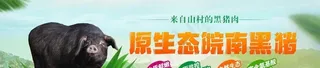原生态黑猪广告图图片
