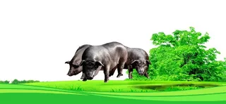 黑猪 绿色草地图片