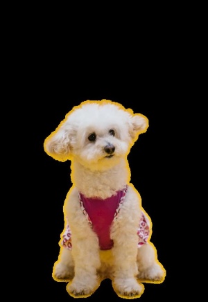 狗图片