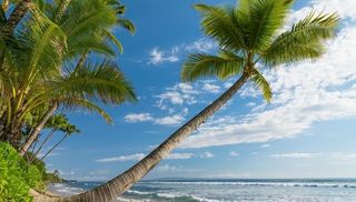 海滩棕榈椰树风景图片