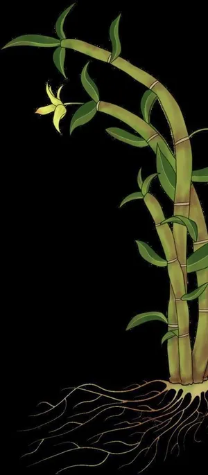 铁皮石斛背景图片