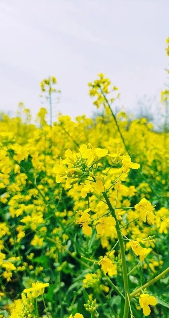 油菜花图片