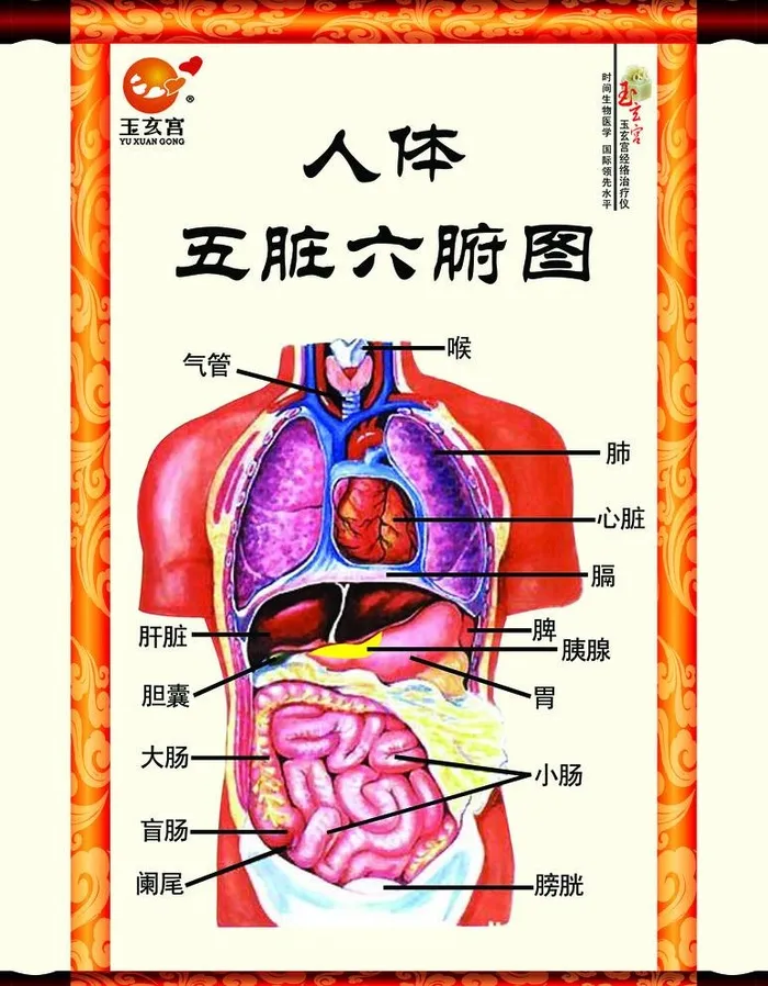 人体五脏六腑图挂画,人,体,五,脏,六,腑(4639x6142)psd模版下载
