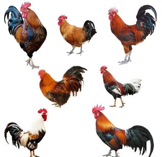 公鸡图片