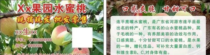 水蜜桃名片 果园图片