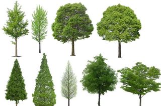 乔木 树木 花树图片