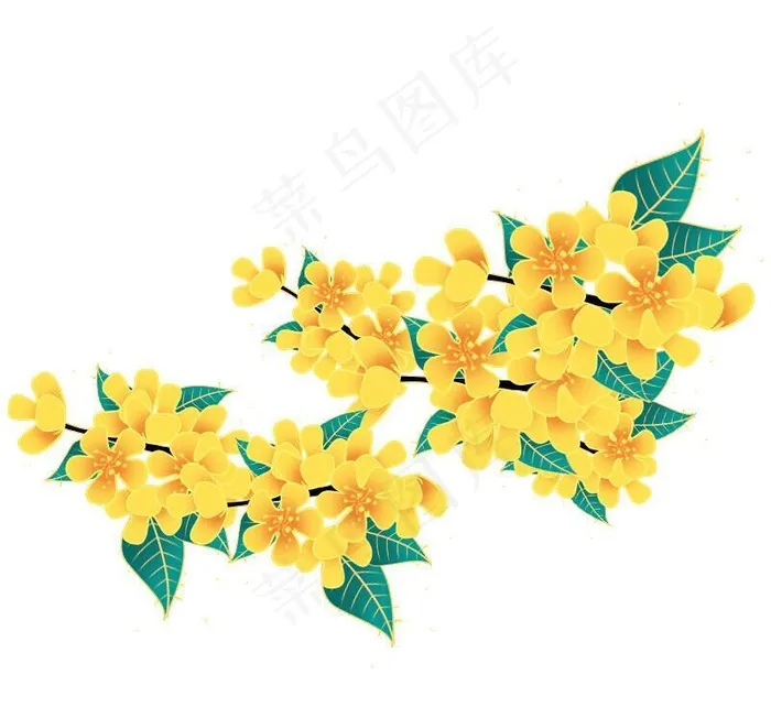 桂花图片(800x800)psd模版下载