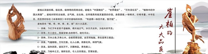 崖柏展板图片
